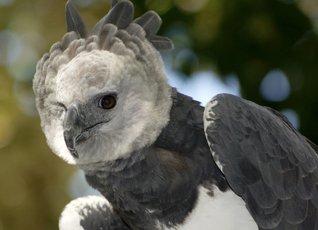 Today's bird, the Harpy Eagle. One of the largest raptors, whose