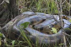 Anaconda: Known to local people as the “water mother”