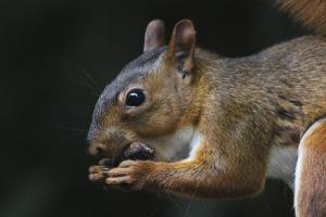 Southern Amazon red squirrel - Found in South America’s rainforests