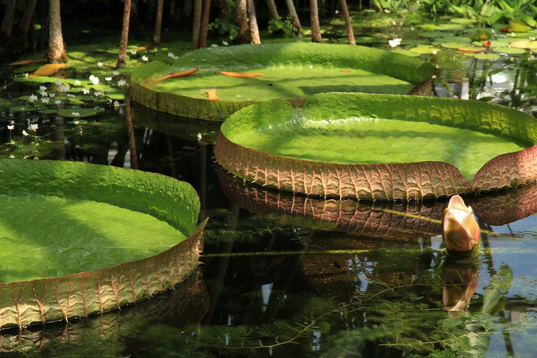 amazon river water plants